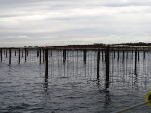 Les parcs à huîtres de l'étang de Thau